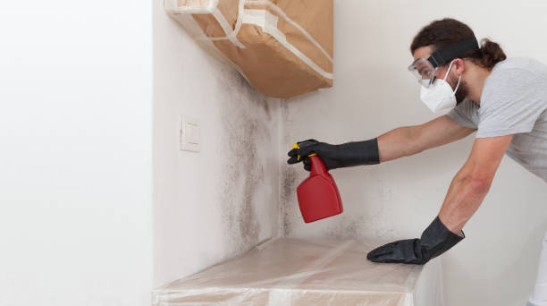 Basement Mold Remediation treatment on basement walls in Souderton